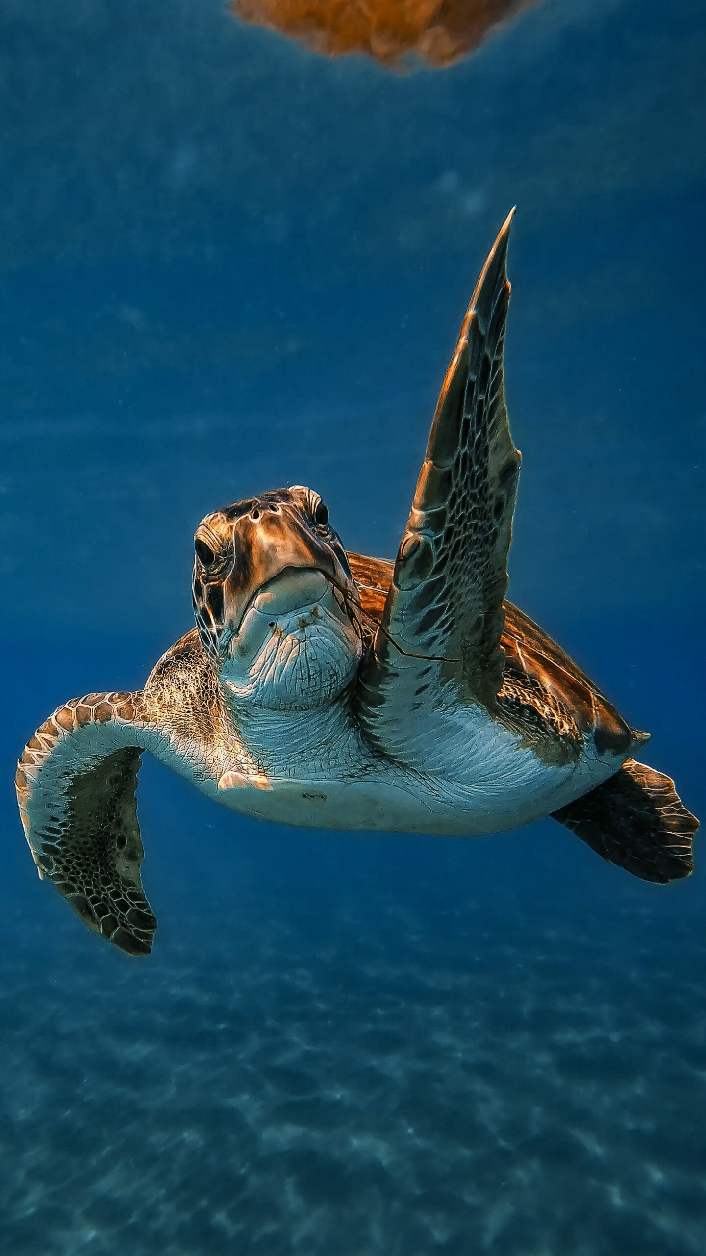 Why Sea Turtle Conservation Matters Now More Than Ever