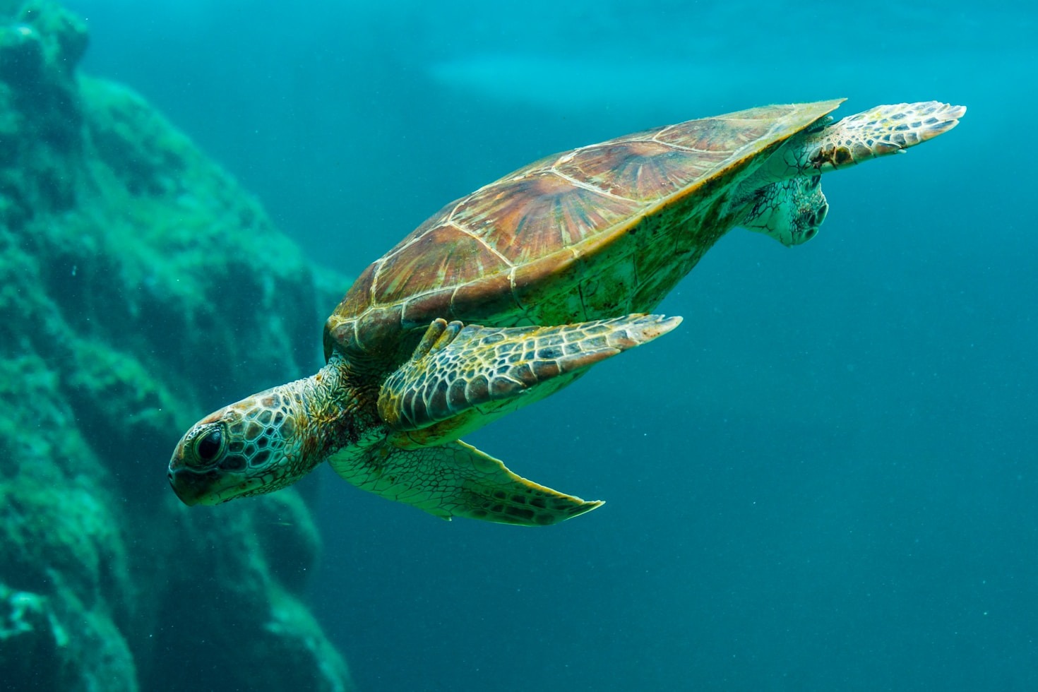 Community Involvement in Protecting Ocean Wildlife